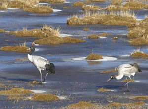 Tibet SilingTso wetlands