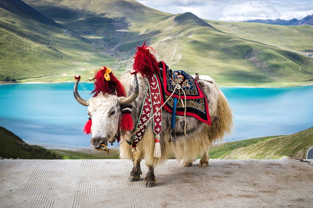 Tibet - Yak at Yamdrok Lake